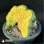 Cactus-Echinopsis
 pachanoi
Cristate variegated - Image 4