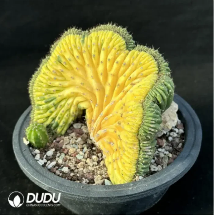 Cactus-Echinopsis
 pachanoi
Cristate variegated - Image 4