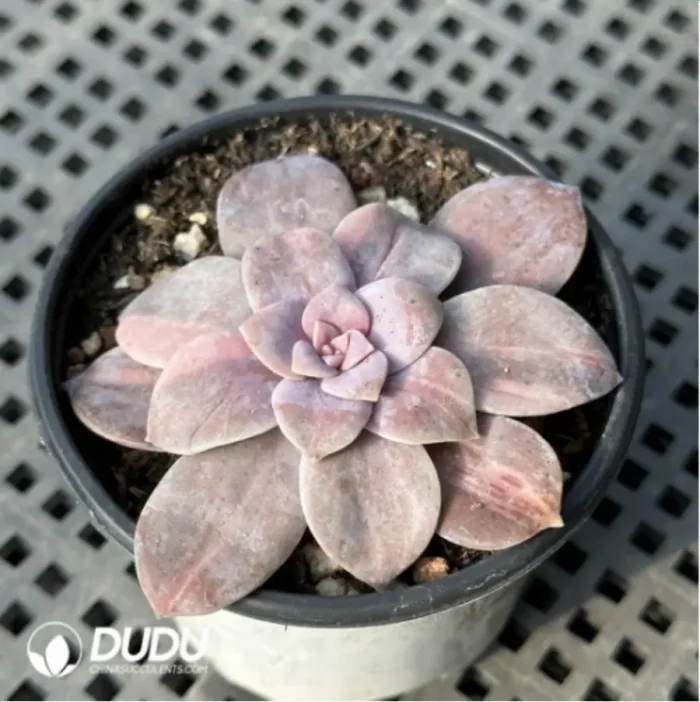 Graptopetalum Graptopetalumpentandrum ssp. superbum variegated - Image 4