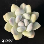 Pachyveria Perfume - Image 4