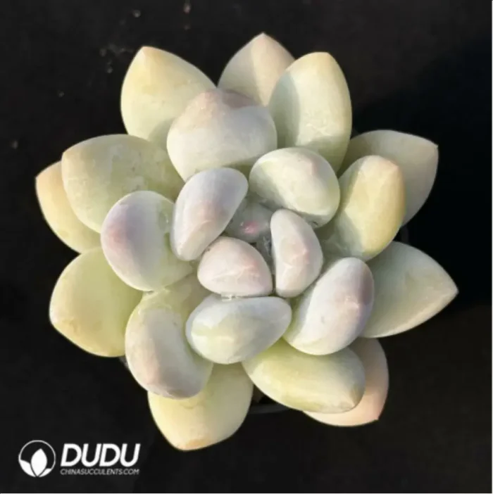 Pachyveria Perfume - Image 4