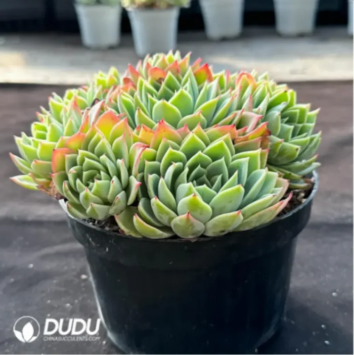 Echeveria Pansy
Clustering - Image 4