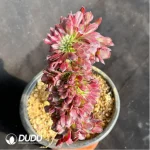 Alluaudia montagnaci - Image 4