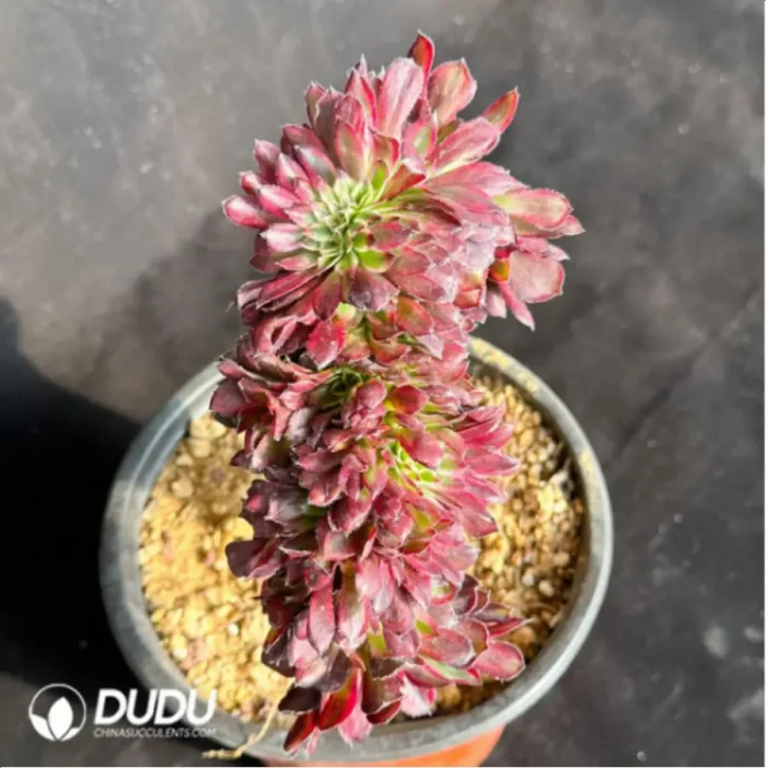 Alluaudia montagnaci - Image 4