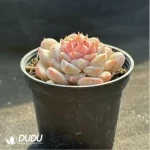 Echeveria Glazed Calyx - Image 4