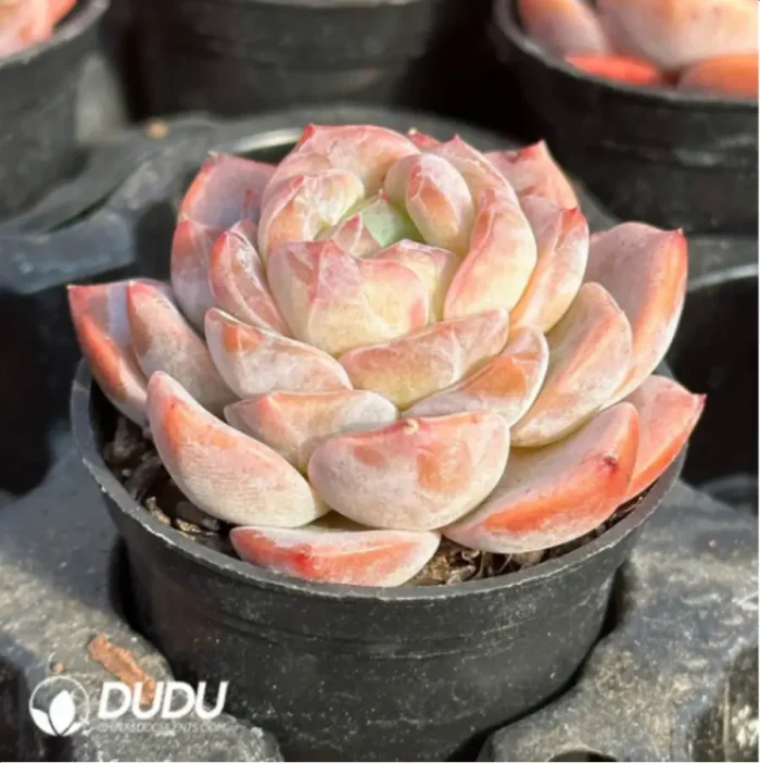 Echeveria Snow Tower - Image 4