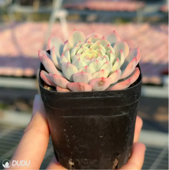 Echeveria Blue Jasmine - Image 4