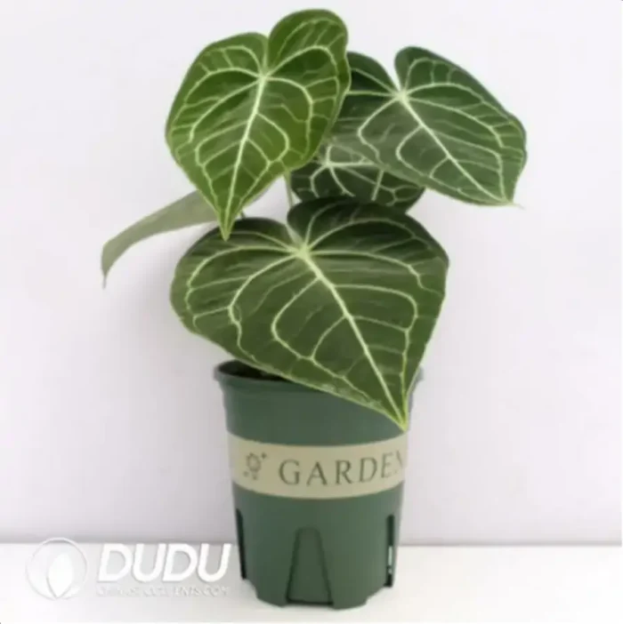 Anthurium clarinervium Seedling(100Pcs?? - Image 4