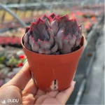Echeveria Dark Ice Clustering - Image 4