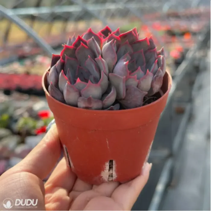 Echeveria Dark Ice Clustering - Image 4