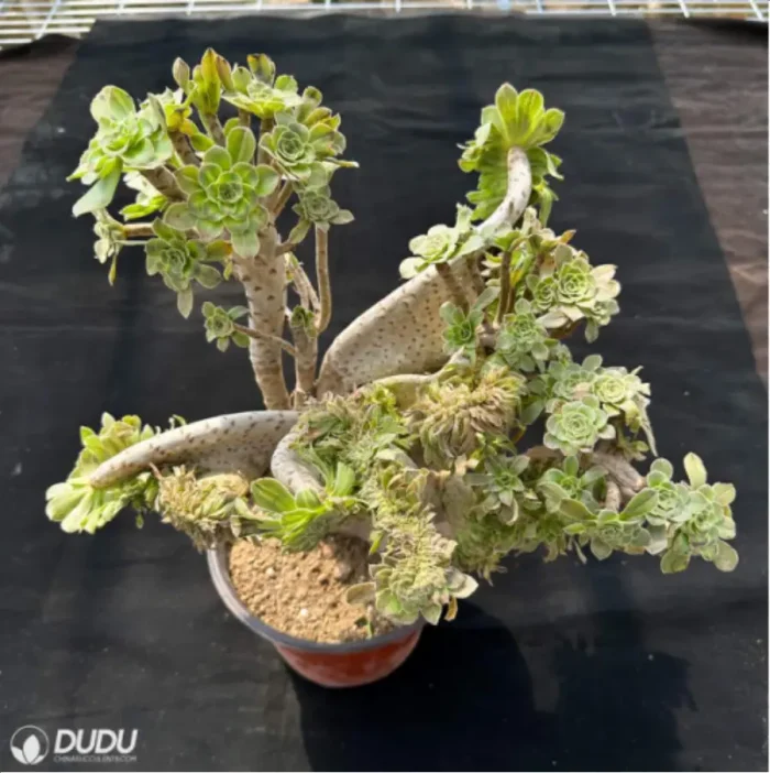 Aeonium arboreum var. arboreum variegated cristata - Image 4