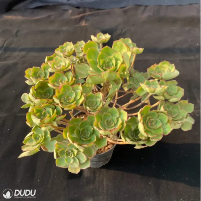 Aeonium Qingyi Variegated  Cluster - Image 4