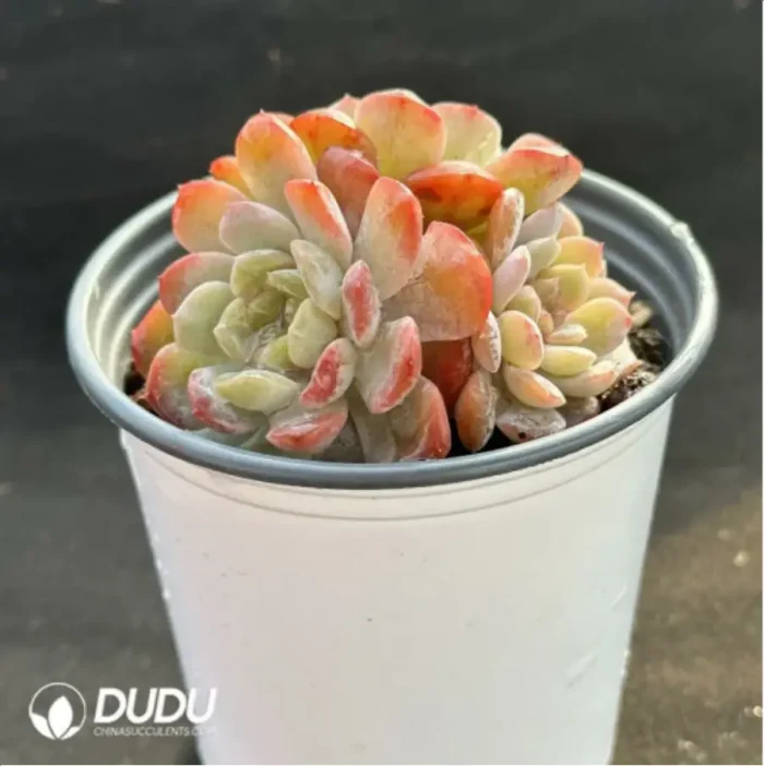 Echeveria Molten crystal Clustering - Image 4