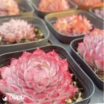 Echeveria Midget Crabapple - Image 4