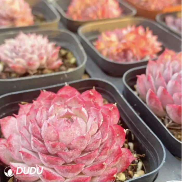 Echeveria Midget Crabapple - Image 4