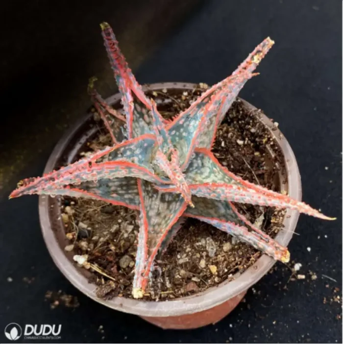 Aloe Downey Vera - Image 4