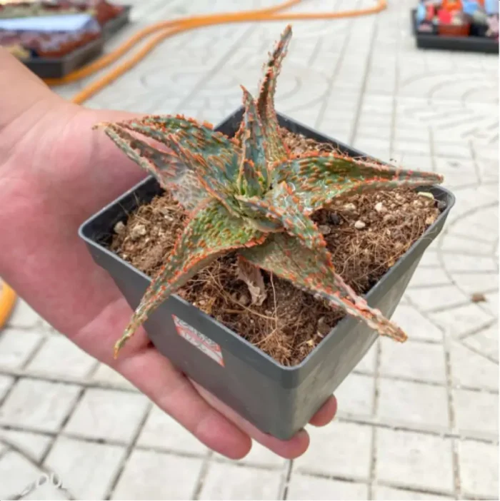 Aloe Flamingo - Image 4