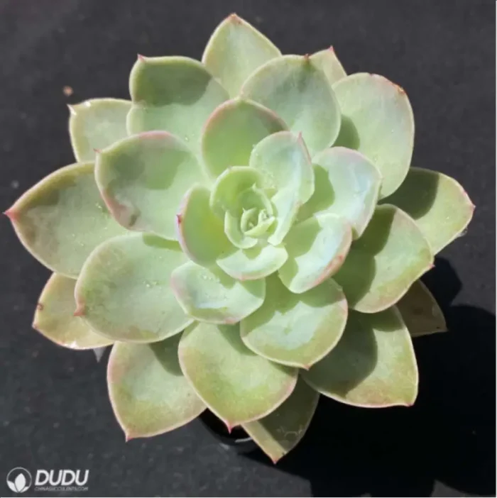 Echeveria Silk Veils - Image 4