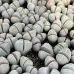 Lithops Wubiyu - Image 4