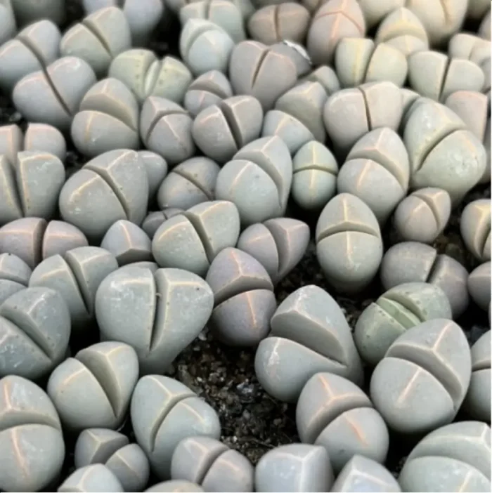 Lithops Wubiyu - Image 4