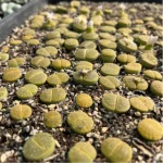 Lithops Lvzixuan - Image 4
