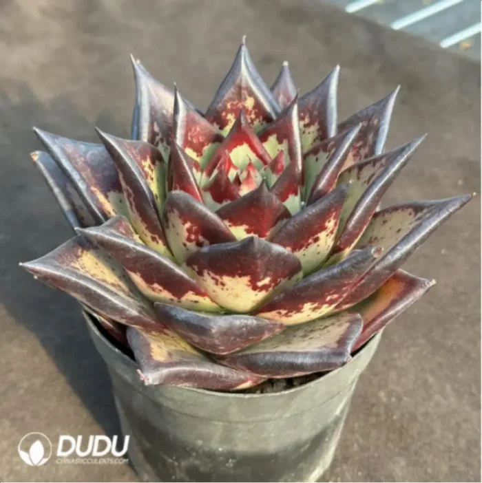 Echeveria Clon - Image 4