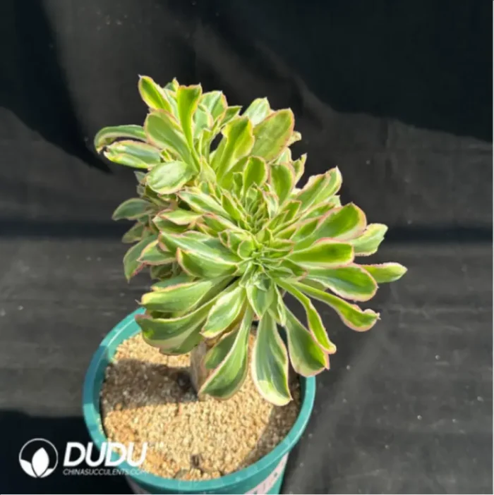 Aeonium Yanzi var. cristata - Image 4