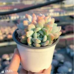 Echeveria Sedeveria Maxwell Cluster - Image 4