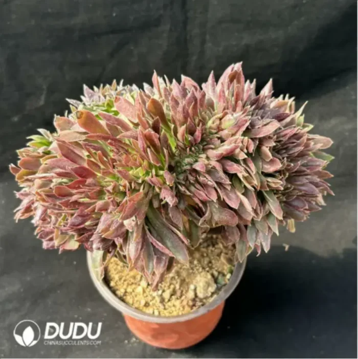 Aeonium Naga Queen Cristata - Image 4