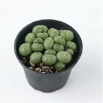 Conophytum-Phosphor jade(Pot Sale) - Image 4