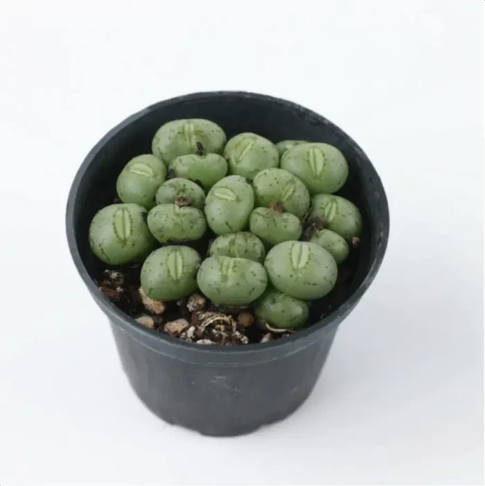 Conophytum-Phosphor jade(Pot Sale) - Image 4