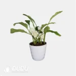 Curcuma 'Snow Ball' Seedling(100Pcs?? - Image 4