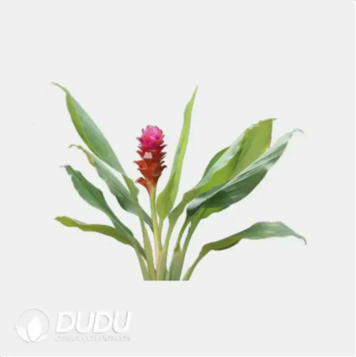 0.4/Pcs Curcuma 'Majeo Impress Red' Seedling(100Pcs?? - Image 4