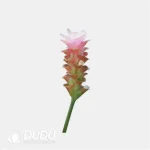 0.4/Pcs Curcuma 'Majeo Impress Orange' Seedling(100Pcs?? - Image 4