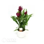 Curcuma 'Sublime'
(KP) Seedling(100Pcs?? - Image 4