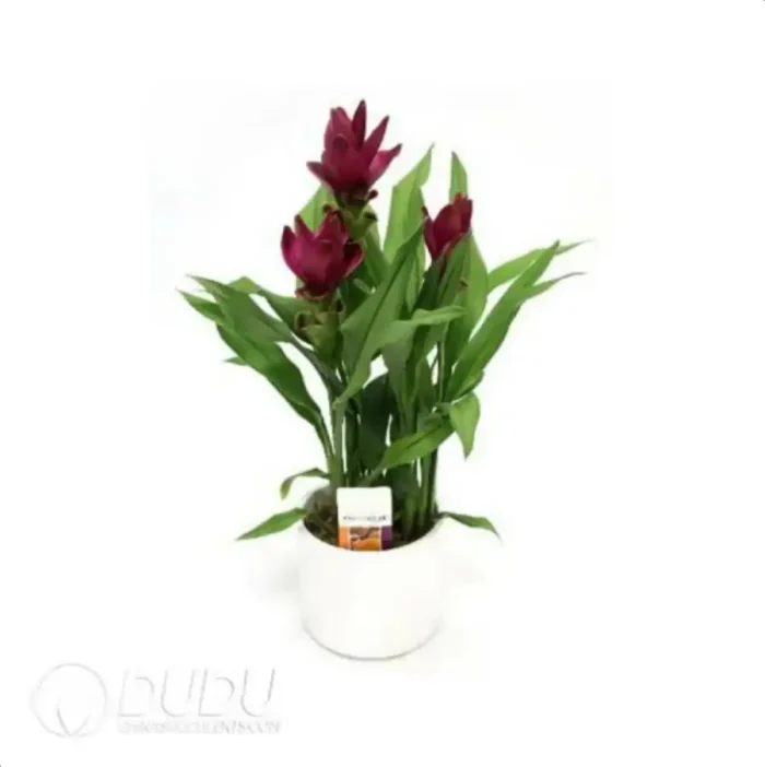 Curcuma 'Sublime'
(KP) Seedling(100Pcs?? - Image 4