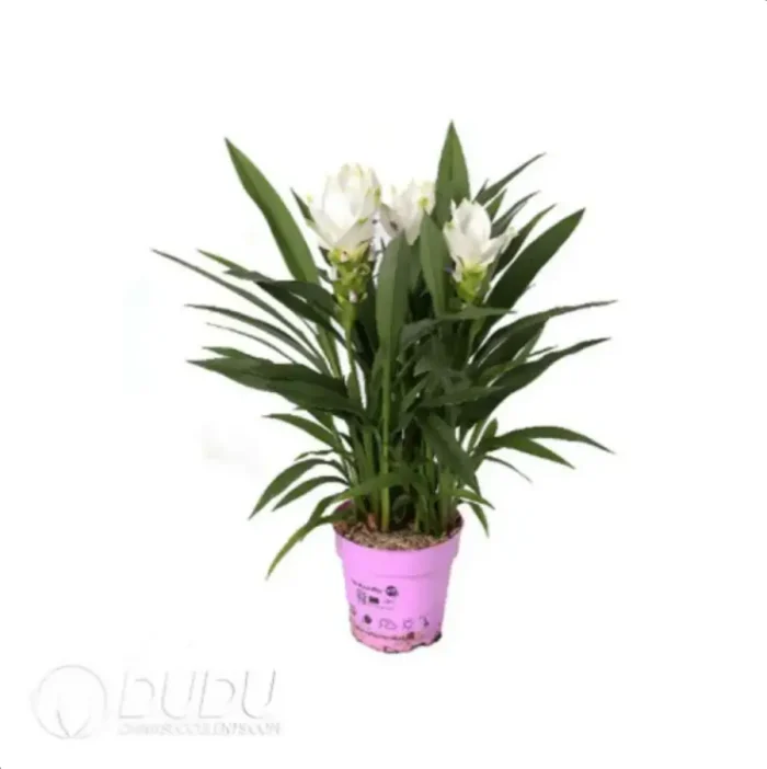 Curcuma 'Sisto'
(KP) Seedling(100Pcs?? - Image 4