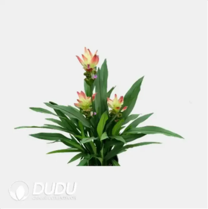 Curcuma 'Solar'
(KP) Seedling(100Pcs?? - Image 4