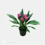 Curcuma 'Shadow'
(KP) Seedling(100Pcs?? - Image 4
