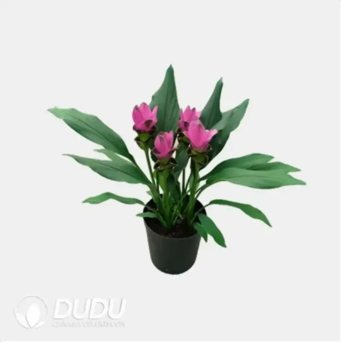Curcuma 'Shadow'
(KP) Seedling(100Pcs?? - Image 4