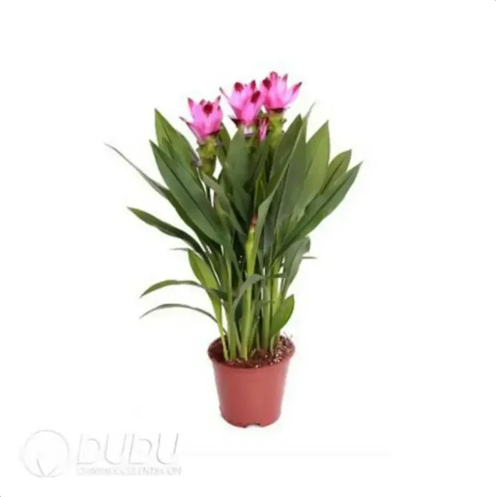 Curcuma 'Splash'
(KP) Seedling(100Pcs?? - Image 4