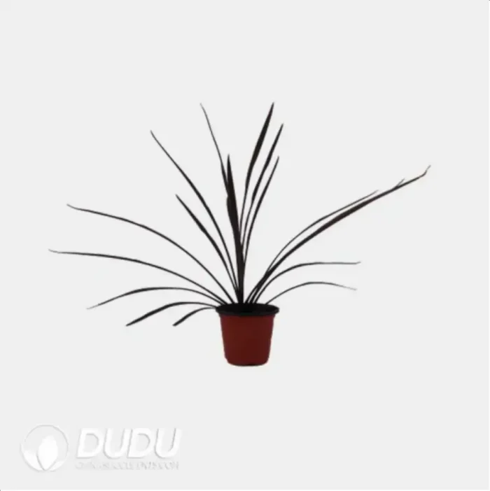 0.3/Pcs Cordyline australis 'Red Sensation' Seedling(100Pcs?? - Image 4