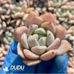 105Pcs/Tray Echeveria Monroe Seedlings(Mix & Match 5+) - Image 4