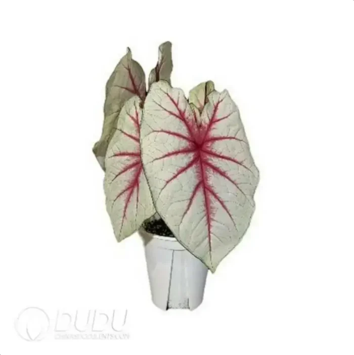 0.3/Pcs Caladium 'CM67' Seedling(100Pcs?? - Image 4