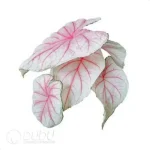 0.3/Pcs Caladium 'CM65' Seedling(100Pcs?? - Image 4