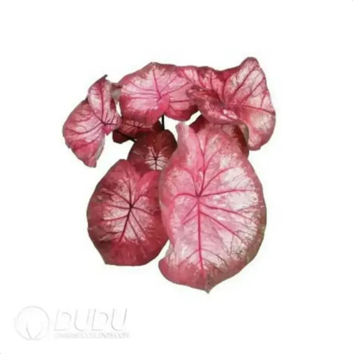 0.3/Pcs Caladium 'C1' Seedling(100Pcs?? - Image 4