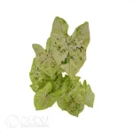 0.3/Pcs Caladium 'Seafoam pink' Seedling(100Pcs?? - Image 4