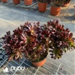 Aeonium Blushing Beauty Cristata - Image 4