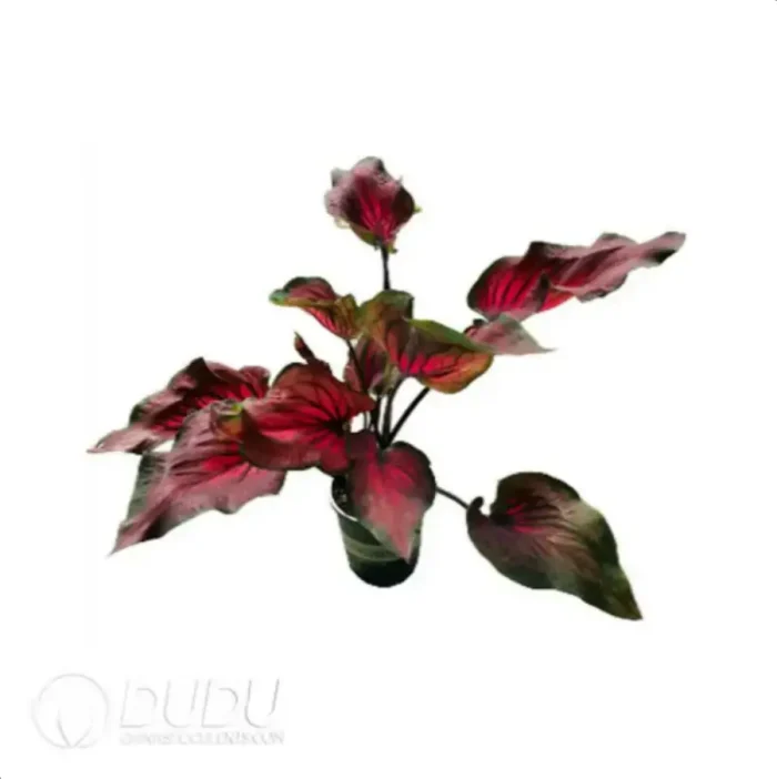 0.3/Pcs Caladium dragon heart Seedling(100Pcs?? - Image 4