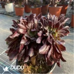 Aeonium Arboreum Velour European Crestata(Big) - Image 4